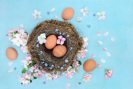 以新鲜棕色鸡蛋在苹果花的鸟巢中重生与更新概念的春天时间图片