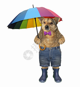 领结短裤和蓝橡胶靴的狗拿着彩色雨伞图片