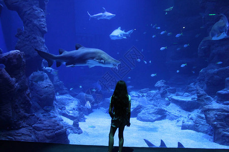 一个女孩在巨型水族馆前思考着一图片