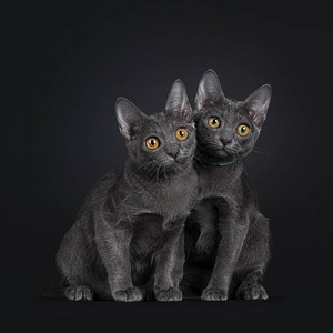两只可爱的科拉特猫咪坐在一起图片