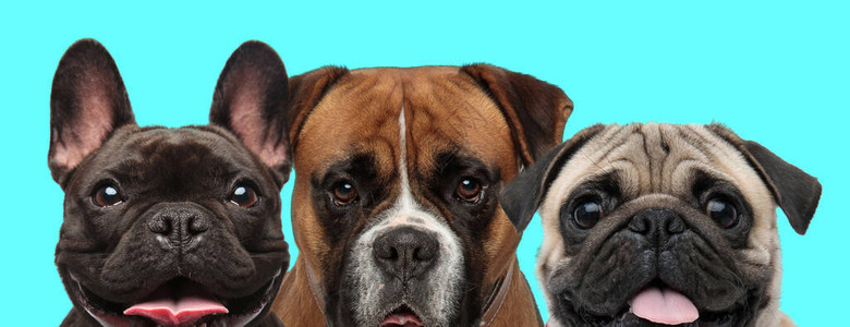 站在快乐的法国斗牛犬狗和蓝背着小狗喘气的帕格狗中间图片