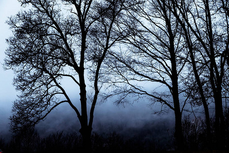 黑暗迷雾森林中剪影树木的情绪阴影图片