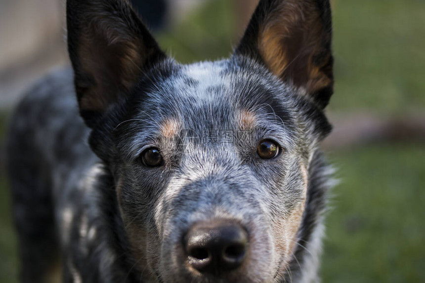 蓝希勒BlueHeeler的年轻澳洲小牛犬图片