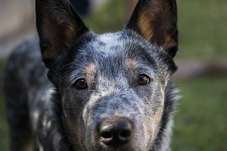 澳洲牧牛犬蓝希勒BlueHeeler的年轻澳洲小牛犬背景