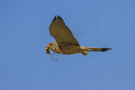 飞行猎鹰蓝天背景小鸟凯斯特尔法图片