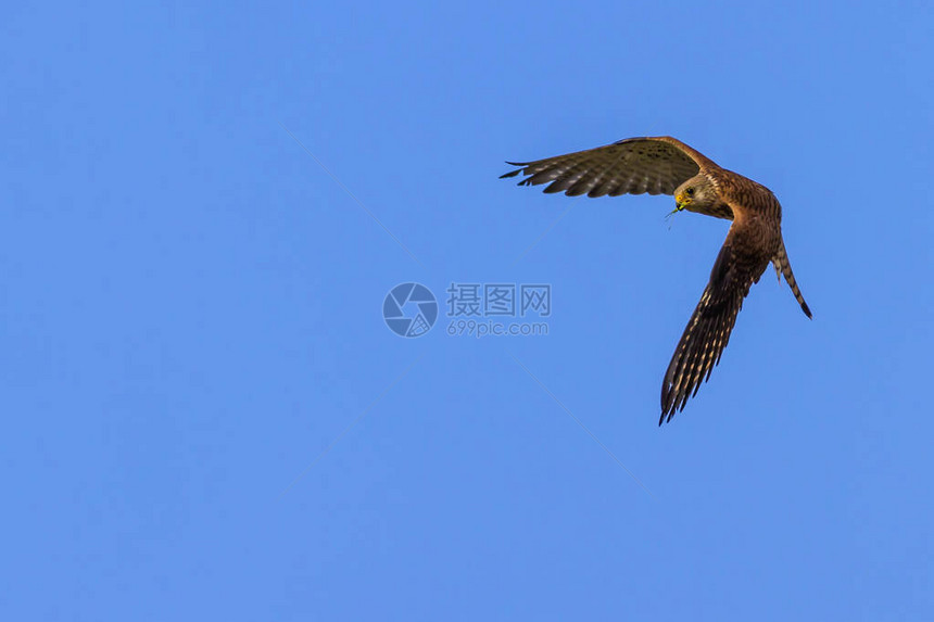 飞行猎鹰蓝天背景小鸟凯斯特尔法图片