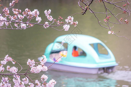 一家人正在东京的樱花奇多里加福吉图片