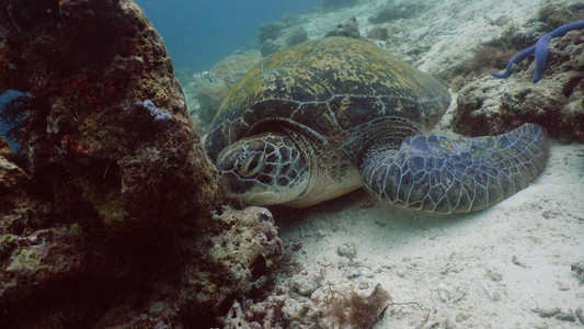 珊瑚间有绿海龟水下世界美好而美图片