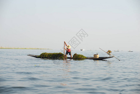 在缅甸内尔湖的一个农民图片