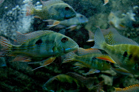 热带珊瑚礁附近有大鱼的水下景观许多观赏鱼在水中游泳热带鱼背景图片