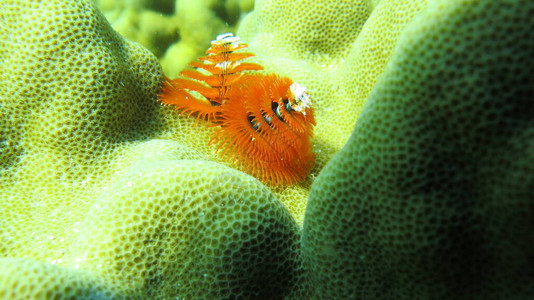 水下世界鱼类海洋海洋生图片
