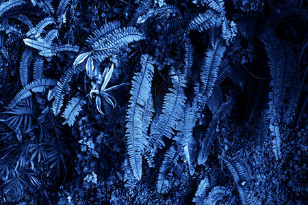 热带植物许多新鲜叶子的血质为蓝色图片