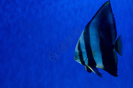 带蓝色灯光的水族馆里游泳在水下的条纹鱼图片