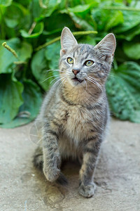 绿草上蓝眼睛的无家可归的毛茸小猫图片