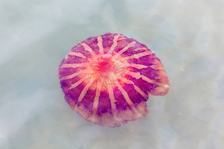 纳米比亚海中的条纹水母图片