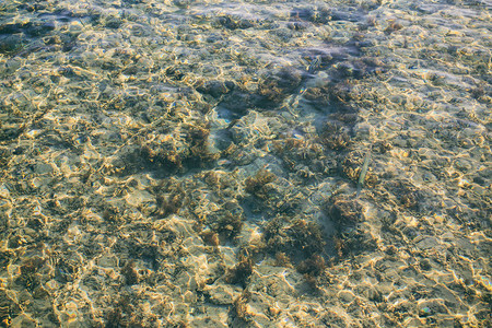 清水和鱼中的石头图片