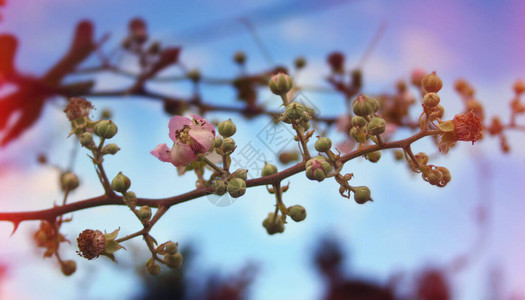 有一枝鲜花的树枝仍图片