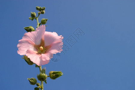 第一朵漂亮的粉红色蜀葵映衬着蓝天图片