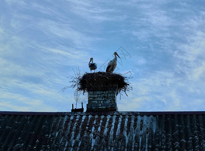 一座房子屋顶的巢穴里有一对鸟图片