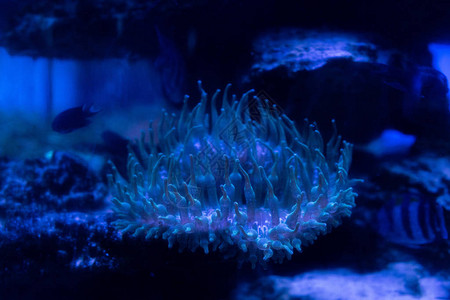 蓝色灯光的水族馆水下珊瑚图片