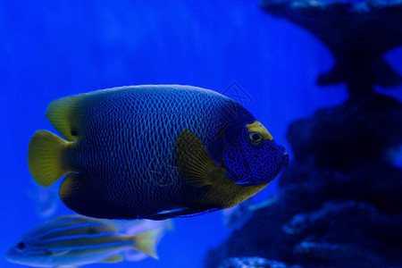 蓝光水族馆水下游泳鱼类的选择图片