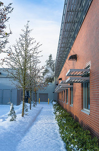 沿办公大楼的砖墙上铺下白雪通道冬季树木和办公楼墙上的小篱笆单图片