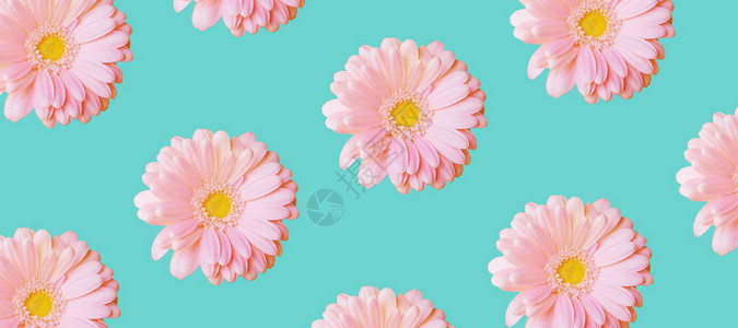 淡蓝色背景上的淡粉色非洲菊图片