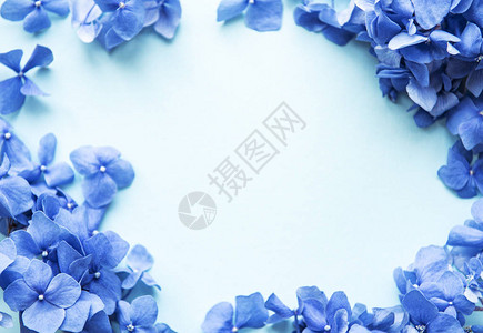 蓝色的花朵蓝色的面粉背景花图片