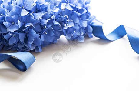 白色背景的蓝色花朵花图片