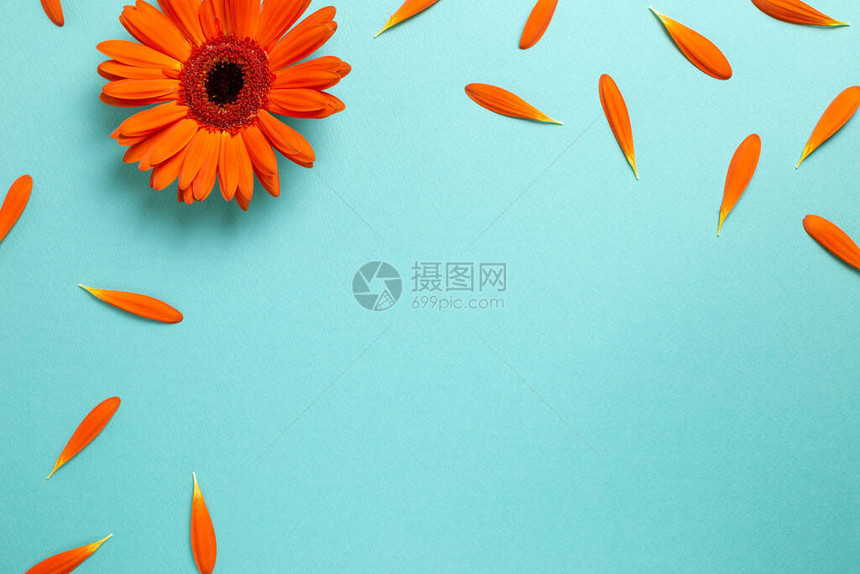 蓝色背景上有花瓣的橘子雪贝拉菊花图片