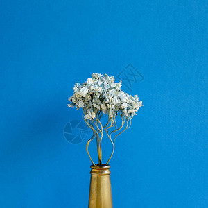以蓝底的金瓶子盛着干蓝色花朵Flor构成图片