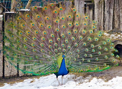 蓝色的印度公青马豆鸟在冬季站在背景图片