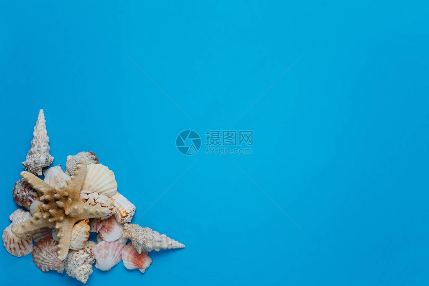 异国情调的贝壳堆热带成分平躺美丽的海洋自然装饰海洋系列螺场景假日概念蓝色背景左图片