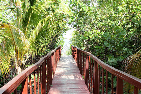 热带加勒比热带海滨滩和绿化的水景观作为背图片
