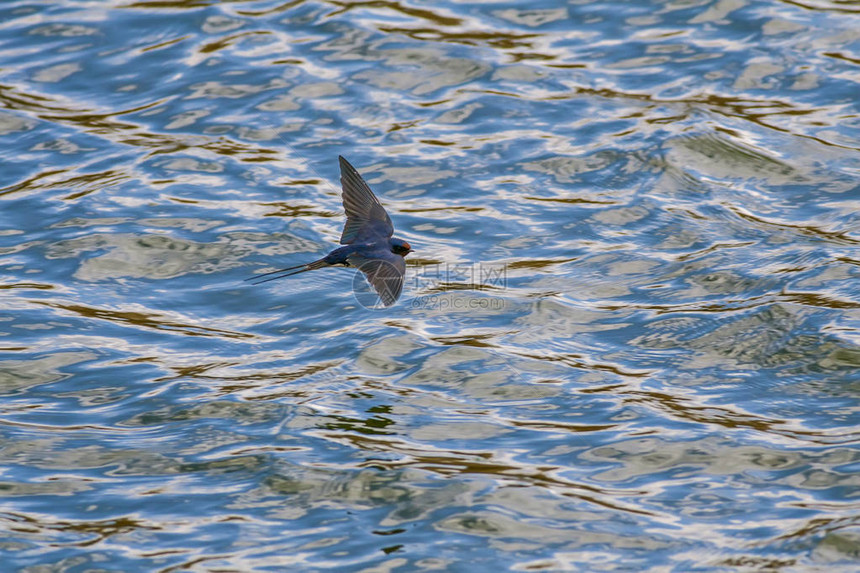 飞燕丰富多彩的水背景鸟儿图片