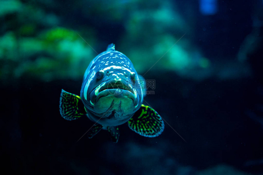 海洋水族馆里的热带鱼图片