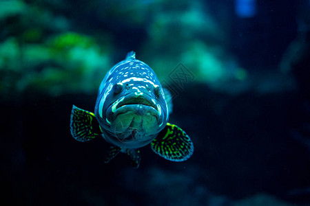 海洋水族馆里的热带鱼背景图片