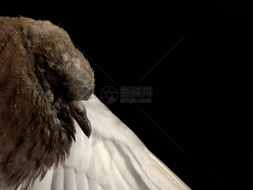 鸽子在黑色背景上抬起翅膀灰鸟和飞翼白图片