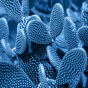 经典蓝色滤镜中的仙人掌多肉植物概念图片