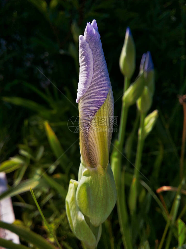 蓝色鸢尾花蕾图片