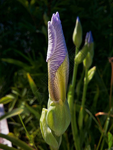 蓝色鸢尾花蕾图片