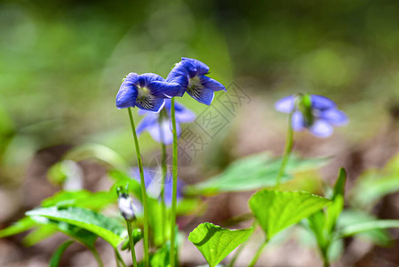 森林中的紫蓝眼花背景图片