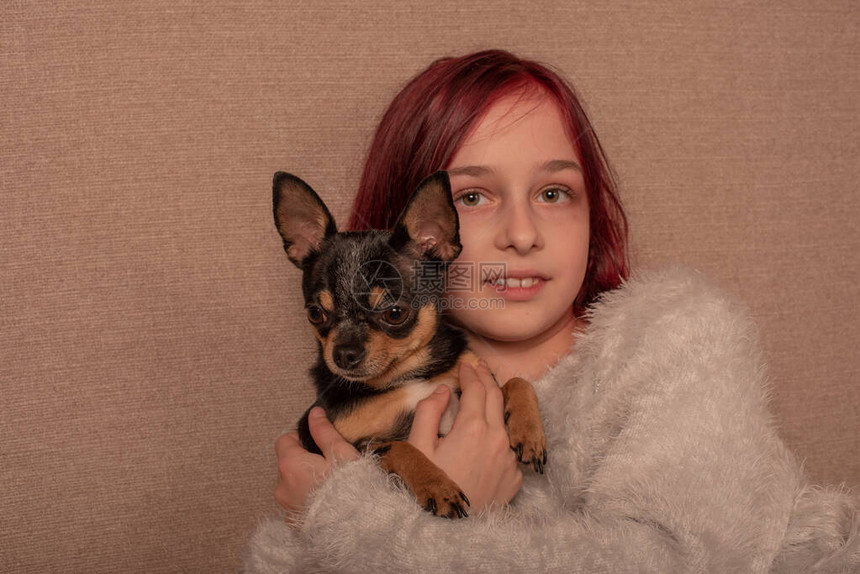 十几岁的女孩和她最喜欢的狗是坐在沙发上的吉娃沙发上带着吉娃狗的女孩带孩子的短毛吉娃迷你9岁的女孩图片