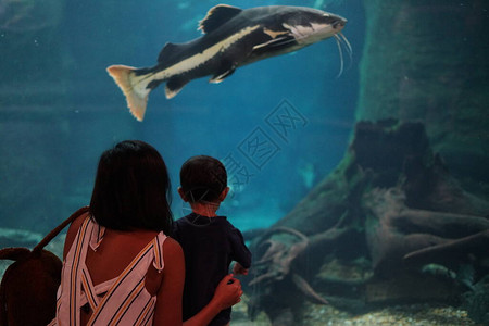 妈在水族馆里给宝看鱼图片