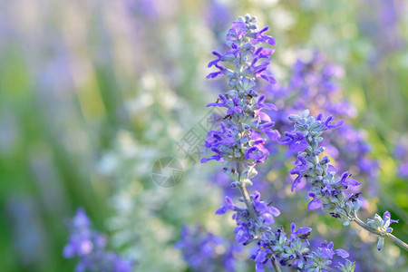 美丽的花朵的青紫色在图片