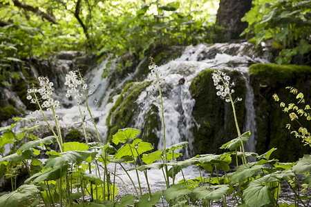 克罗地亚利普维采湖公园植被关闭时的美丽自然美图片