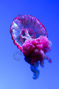 漂浮在深蓝水中的Jellyfish或Rhizostoma图片