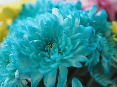 鲜艳的蓝色菊花紧贴的花图片