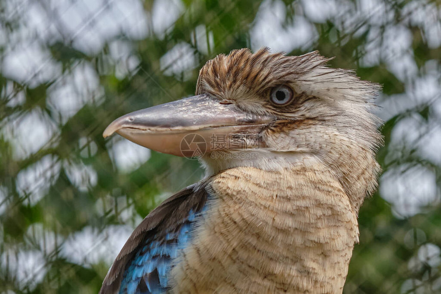 蓝翼的Kokaburra的头图片