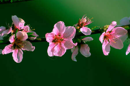 春天的粉红花朵桃树图片